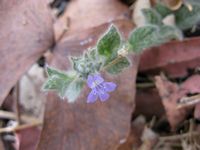 Nelsonia canescens all2-t.JPG